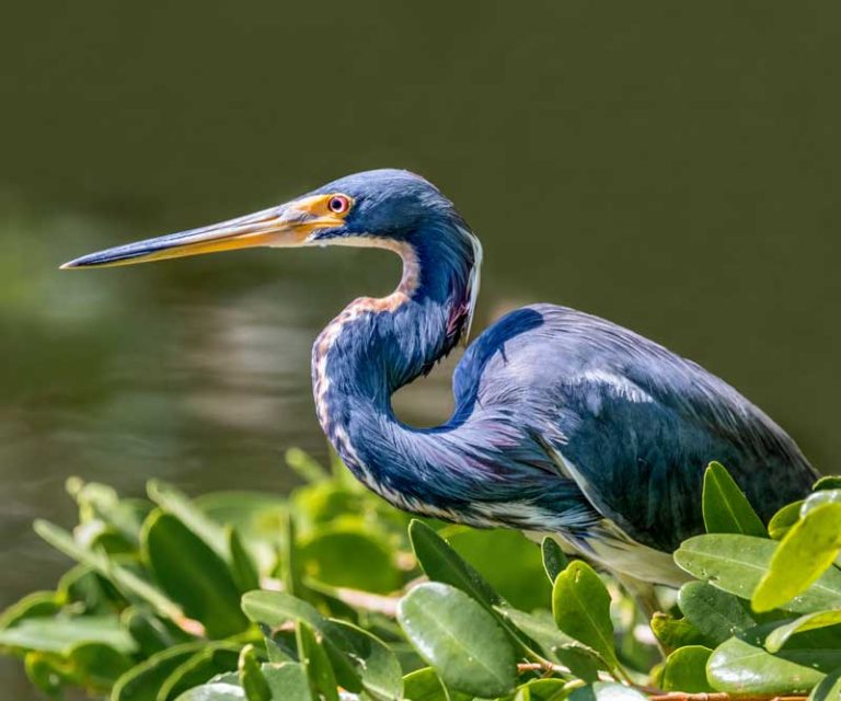 bird