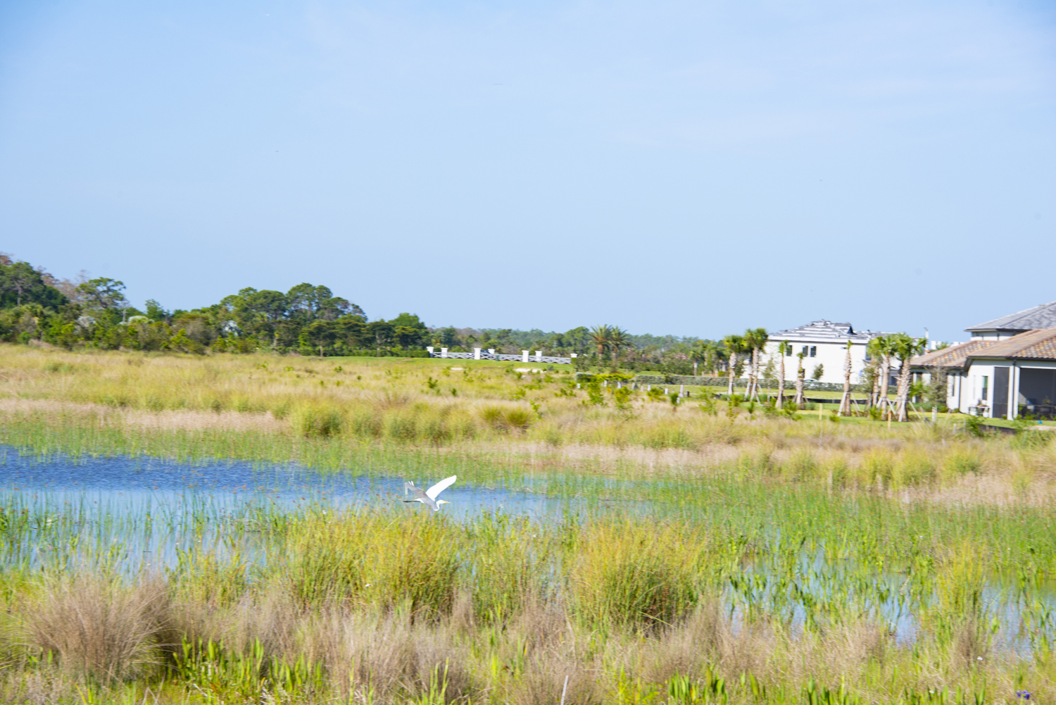 A lakeside landscape with tall grass, trees, and houses in the distance under a blue sky.