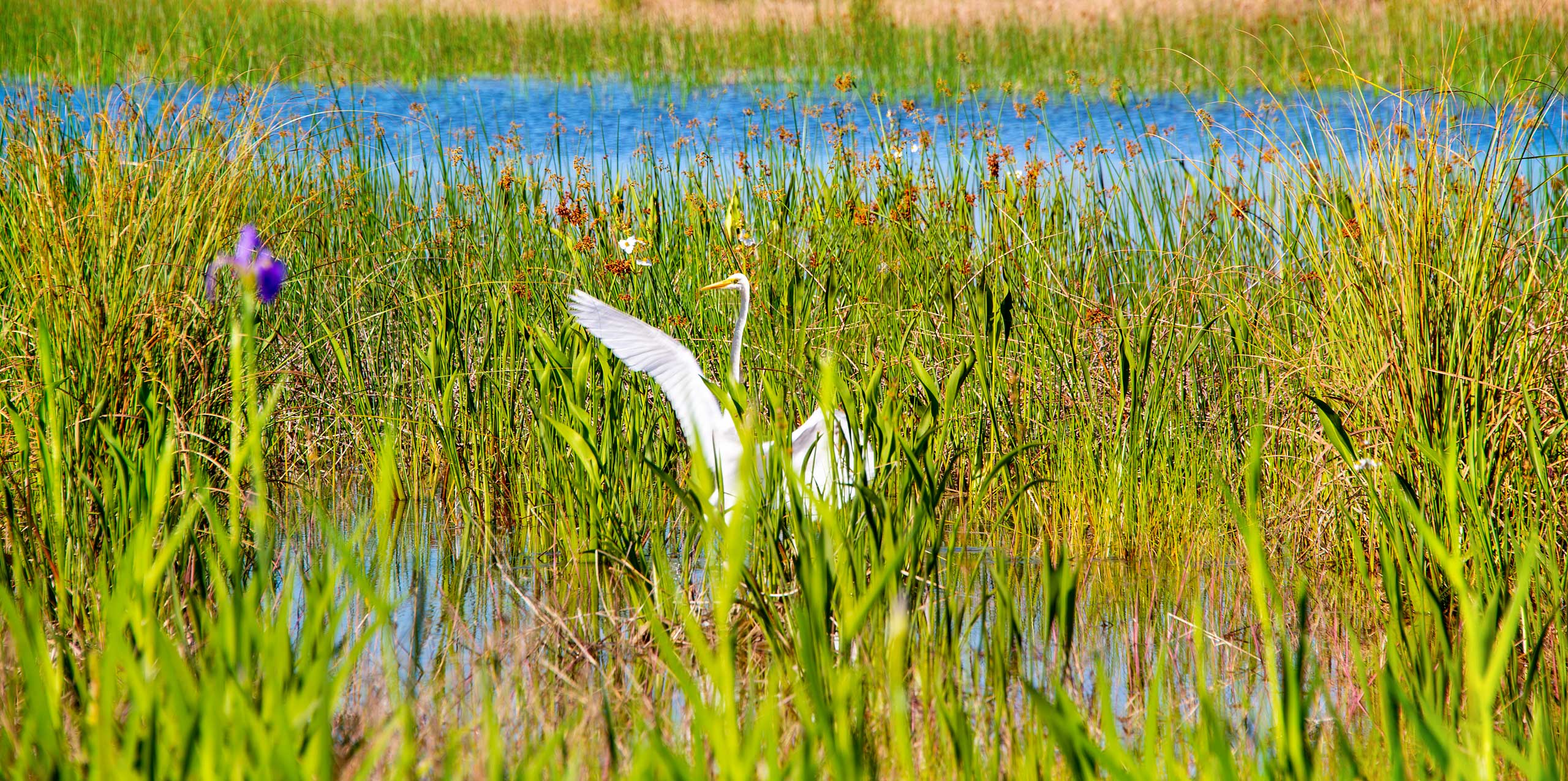 Bird at corkscrew