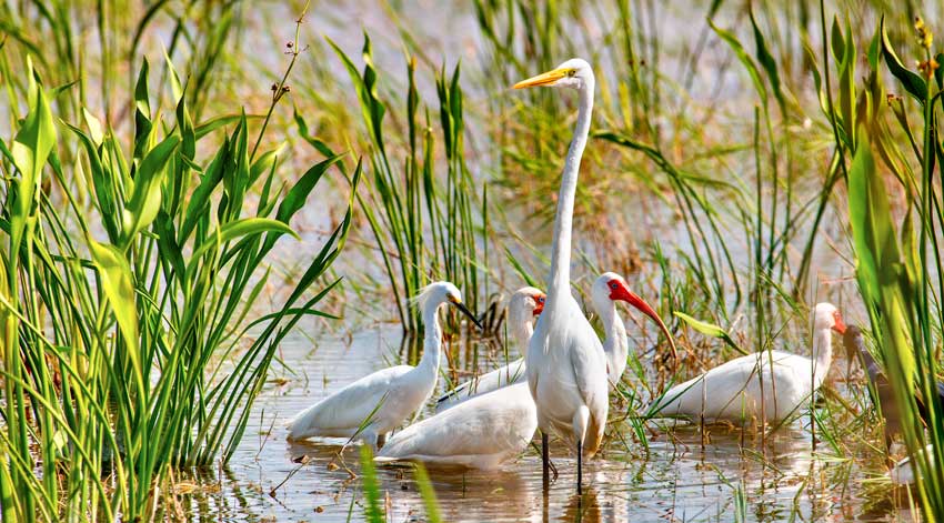group of birds